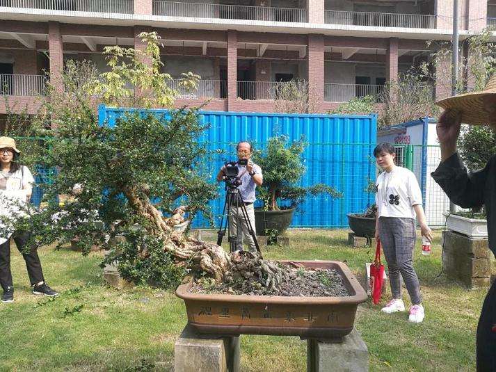 图解 谢荣耀演示岭南盆景修剪示范