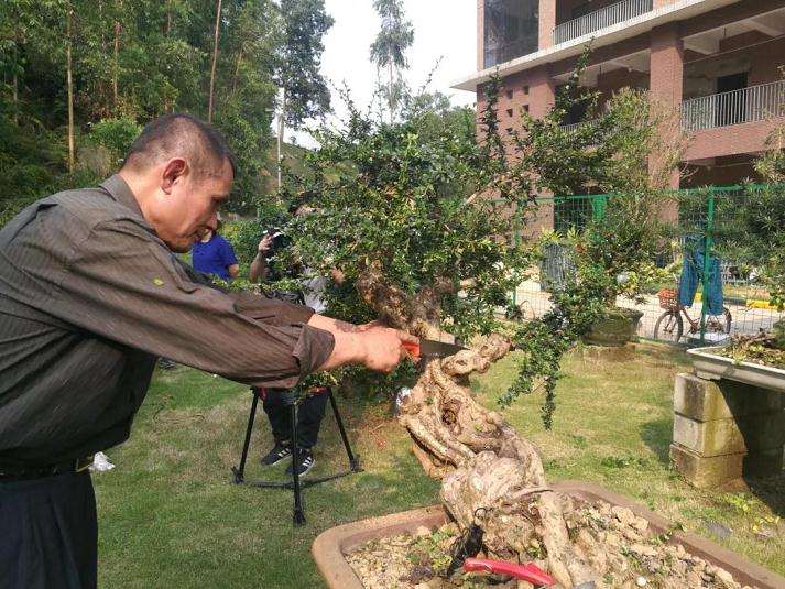 图解 谢荣耀演示岭南盆景修剪示范