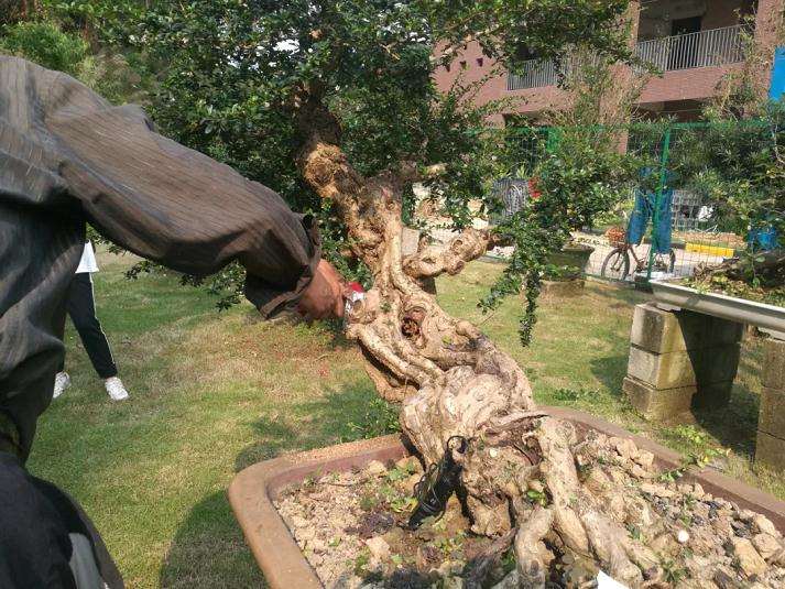 图解 谢荣耀演示岭南盆景修剪示范