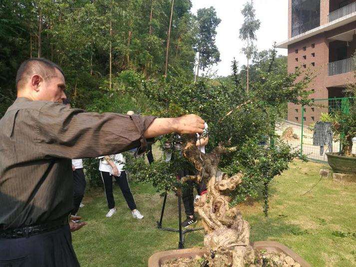 图解 谢荣耀演示岭南盆景修剪示范