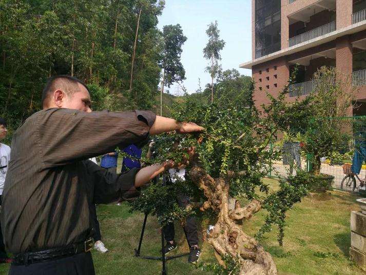 图解 谢荣耀演示岭南盆景修剪示范