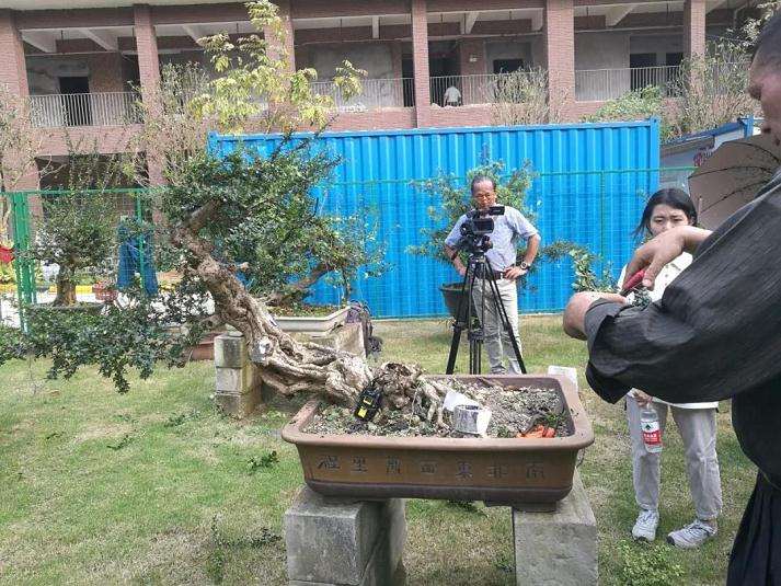 图解 谢荣耀演示岭南盆景修剪示范