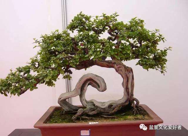 盆景怎么度过高温的夏季的方法