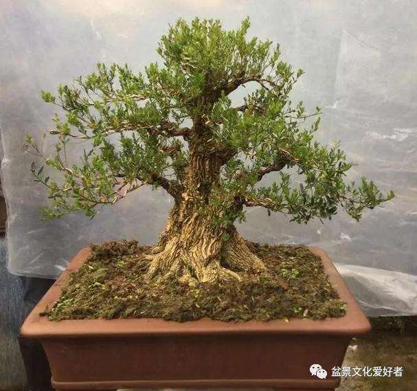 盆景怎么度过高温的夏季的方法