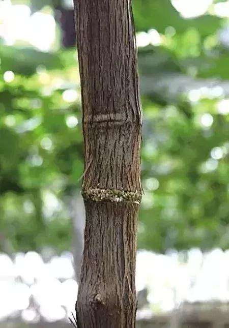 怎么使用盆景环剥技术的方法 图片