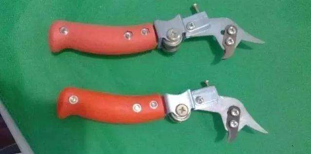 怎么使用盆景环剥技术的方法 图片