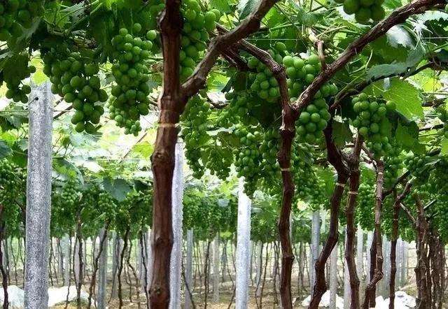 怎么使用盆景环剥技术的方法 图片