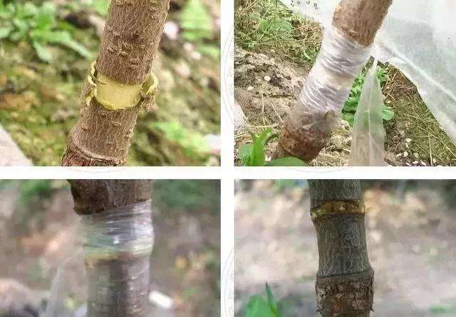 怎么使用盆景环剥技术的方法 图片