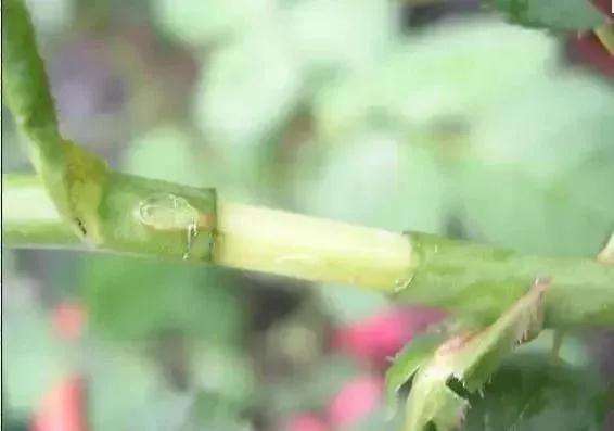 怎么使用盆景环剥技术的方法 图片