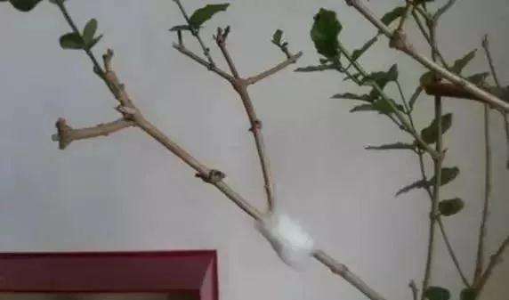 怎么使用盆景环剥技术的方法 图片