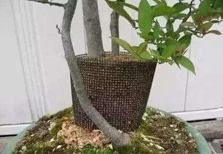 怎么使用盆景环剥技术的方法 图片