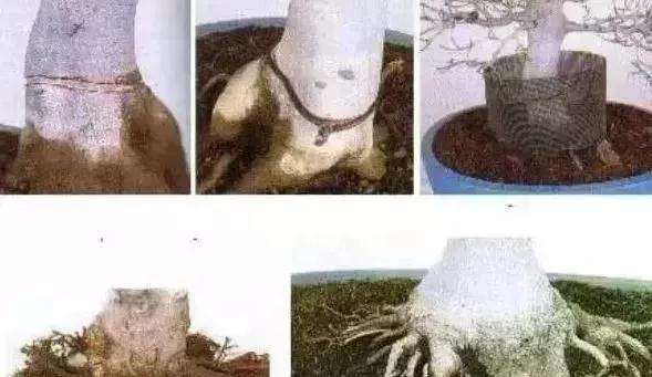 怎么使用盆景环剥技术的方法 图片