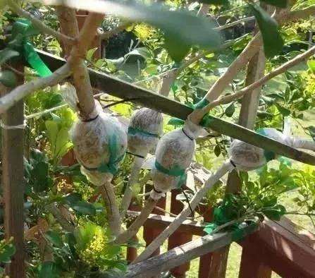 怎么使用盆景环剥技术的方法 图片