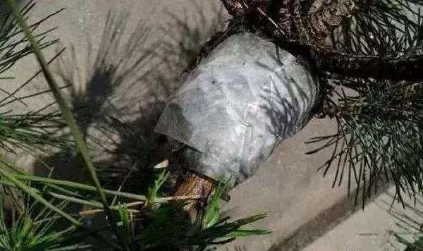 怎么使用盆景环剥技术的方法 图片