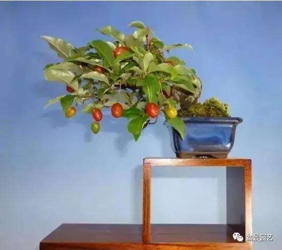 胡颓子盆景怎么选盆上盆的方法