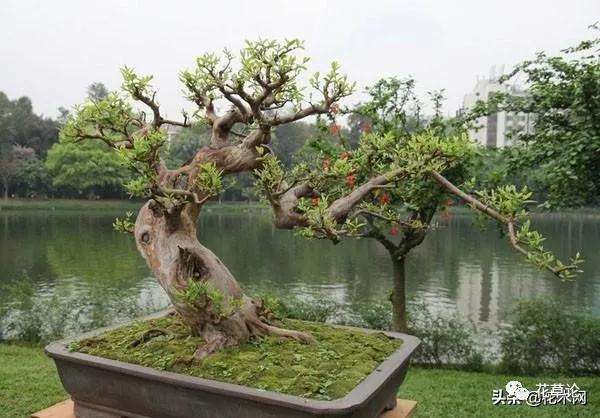 石榴树盆景主干怎么造型的方法