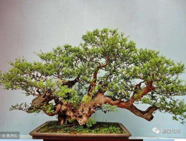 枫树盆景怎么浇水的方法