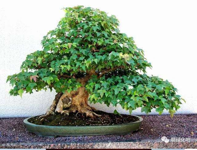 怎么制作露根枫树盆景的方法