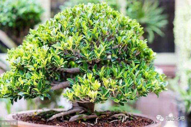 盆景来芽的2个实用技巧