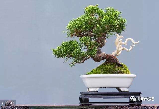 盆景来芽的2个实用技巧