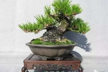 记得我在三年前买到一盆榕树盆景后