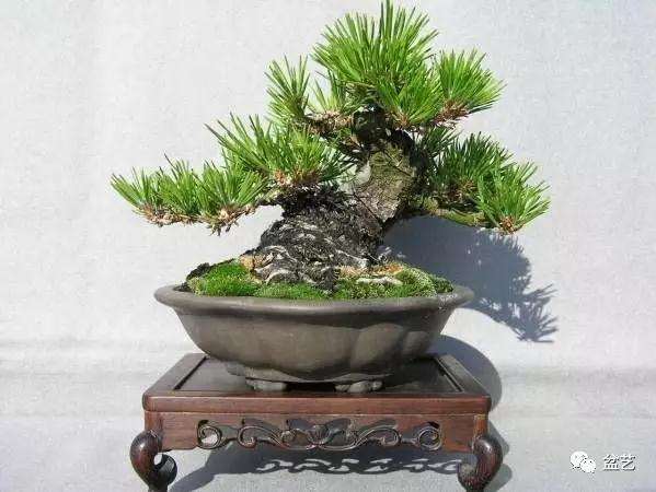 记得我在三年前买到一盆榕树盆景后