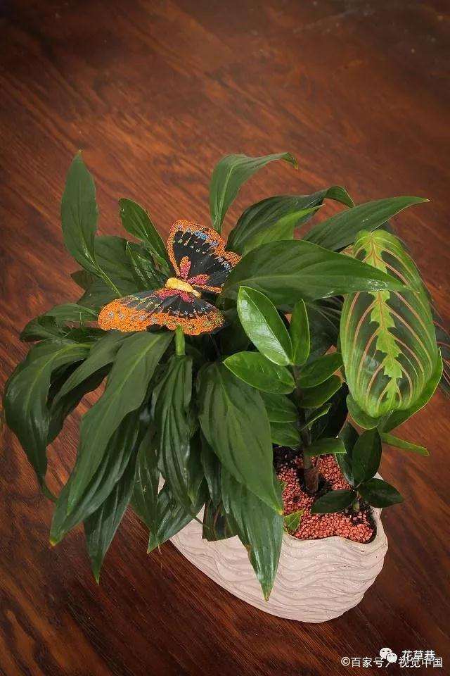 夏天种植盆景怎么浇水的方法