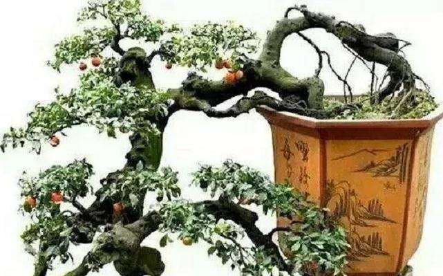 树桩盆景怎么制作悬崖造型的技巧