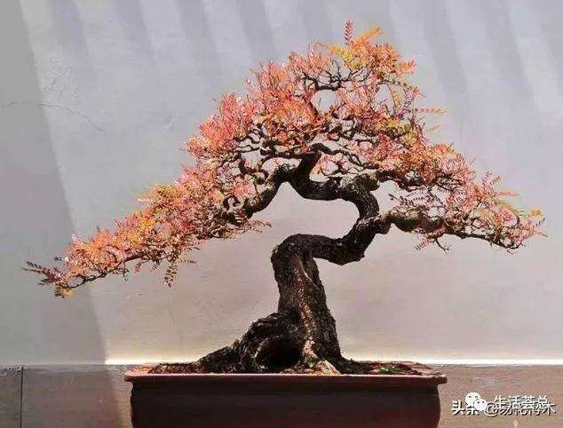 清香木盆景黄叶掉叶的8个原因是什么