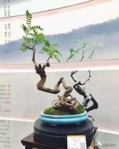 清香木盆景黄叶掉叶的8个原因是什么