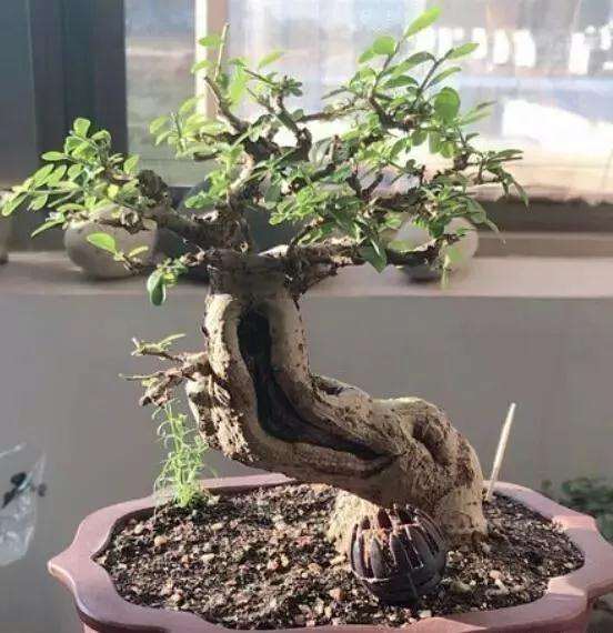 微型盆景养护有什么方法