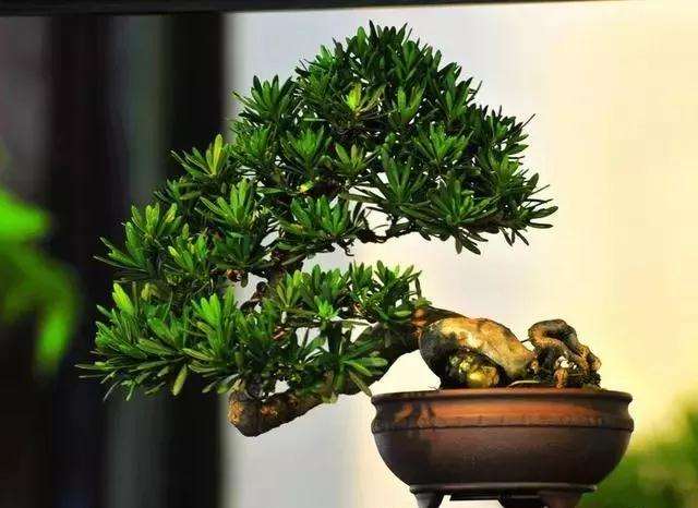 促进盆景生长的方法有哪些