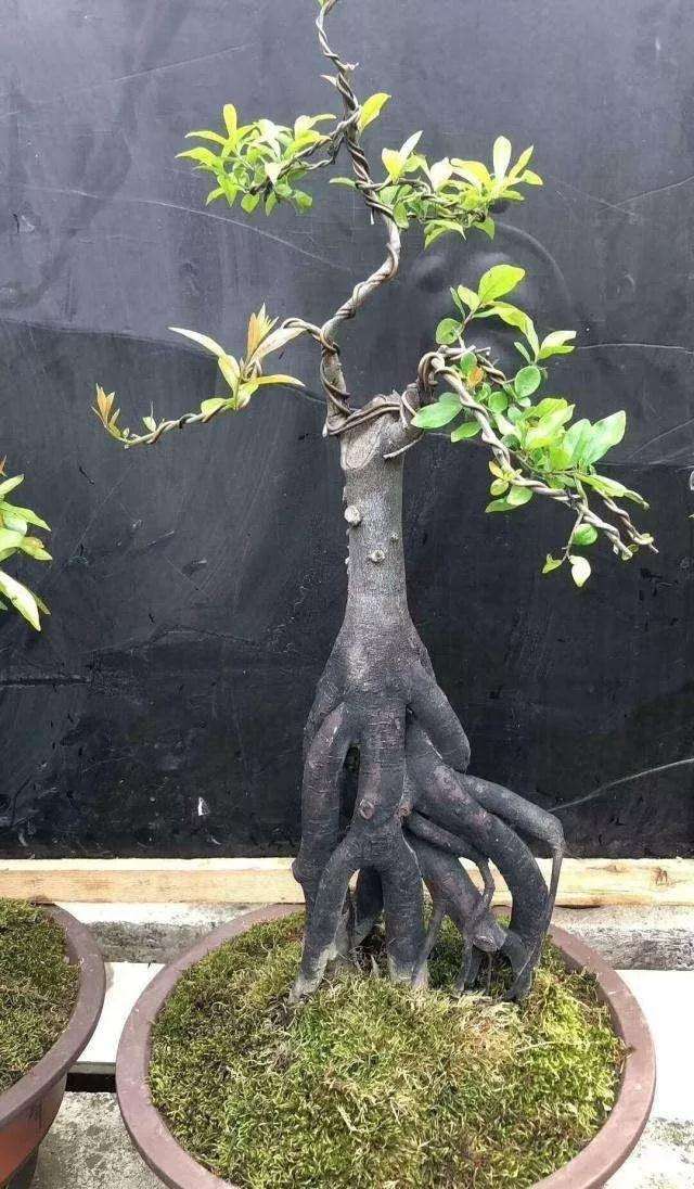 促进盆景生长的方法有哪些