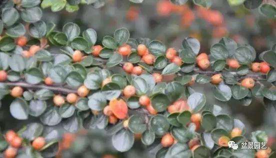 栒子盆景怎么养护管理的5个方法