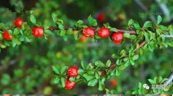 栒子盆景怎么栽种与用盆的方法