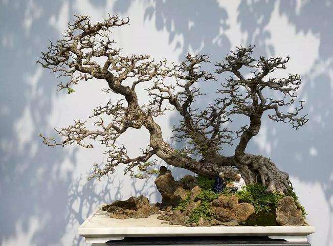 盆景怎么造型的7个步骤