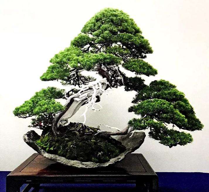 盆景怎么造型的7个步骤