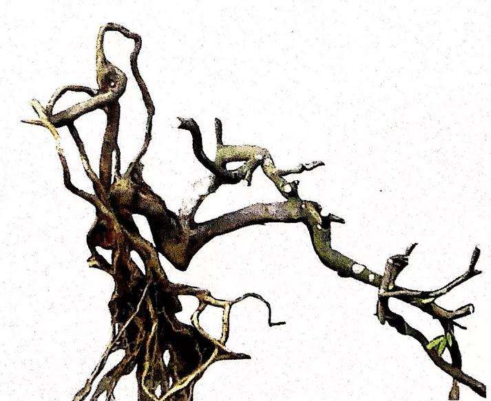 盆景怎么造型的7个步骤