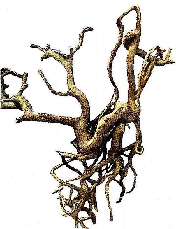 图解 盆景怎么造型设计的7个步骤