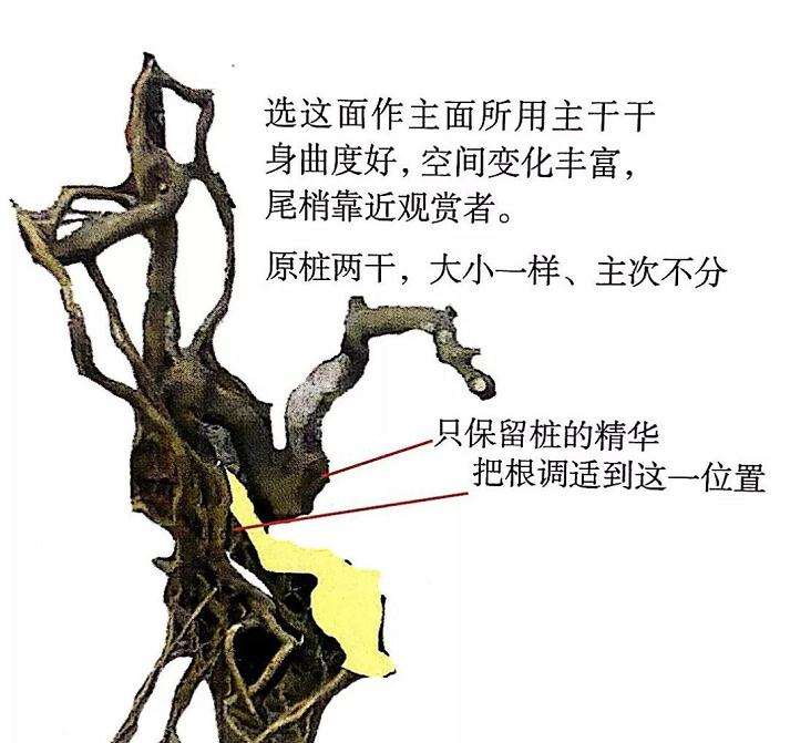 图解 盆景怎么造型设计的7个步骤