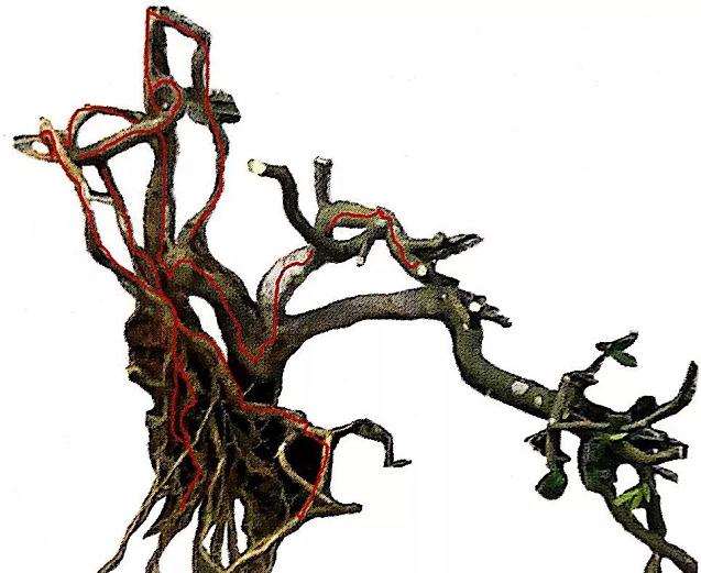 图解 盆景怎么造型设计的7个步骤