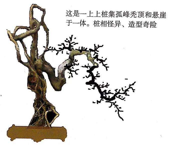 图解 盆景怎么造型设计的7个步骤