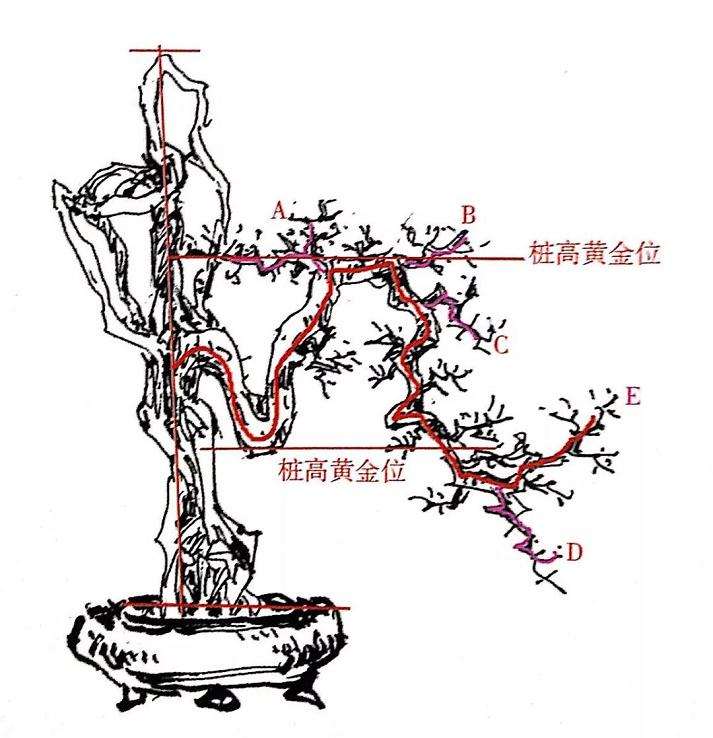 图解 盆景怎么造型设计的7个步骤