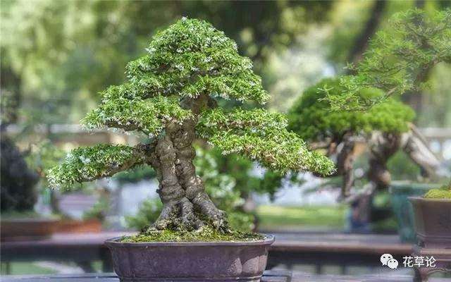 怎么制作提根式盆景的3个方法