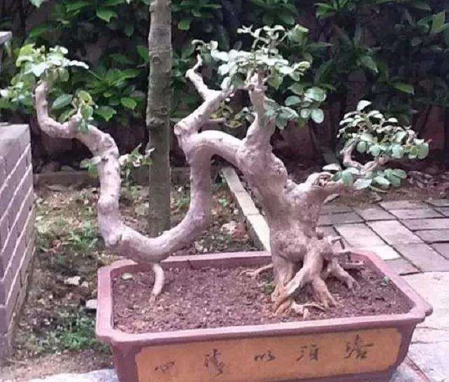 紫薇盆景怎么制作游龙造型的方法