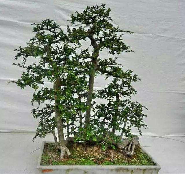 怎样用野生树木制作丛林式盆景