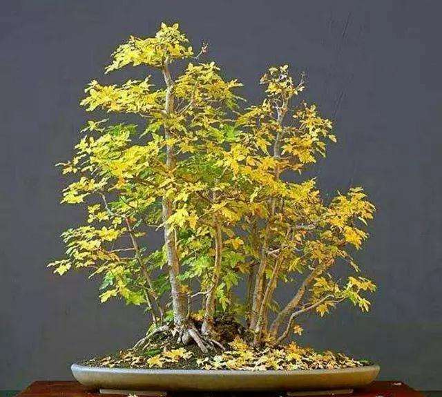 怎样用野生树木制作丛林式盆景