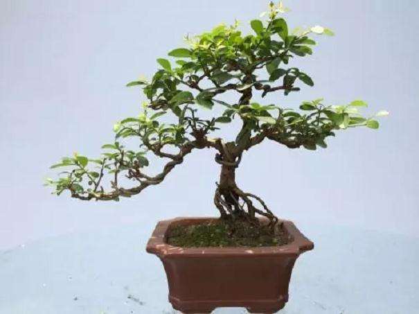 怎么制作水蜡盆景的4个方法