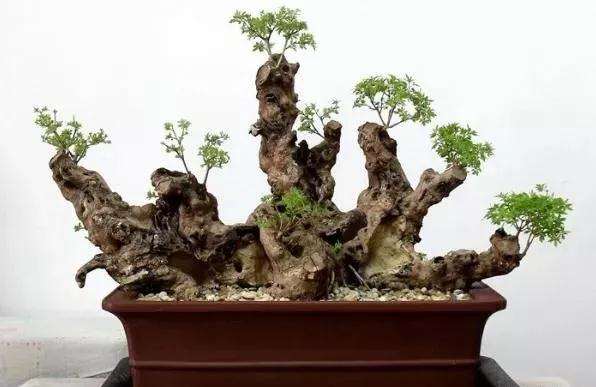 春季什么时候挖掘黄荆盆景最好 图片