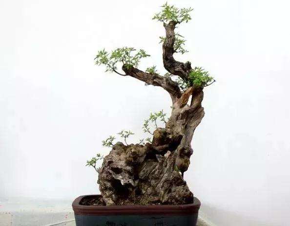 春季什么时候挖掘黄荆盆景最好 图片